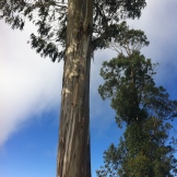 As the great Eucalyptus tree reaches towards the heavens, I want to lift my eyes towards my Father in heaven and rejoice in His love daily so that I too may give off a sweet aroma of his love and strength as I grow in Him and through Him.